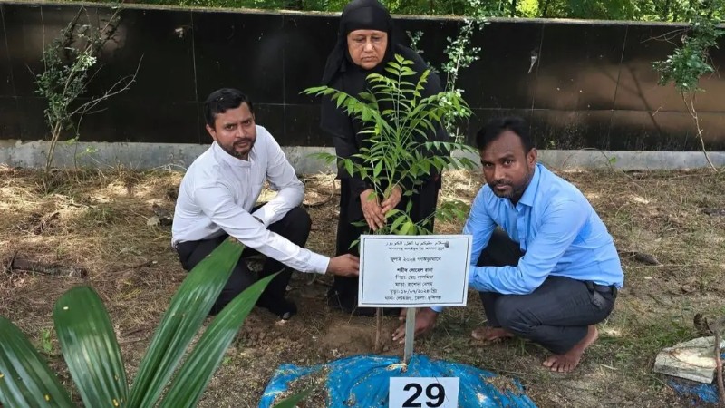 যে আমড়া গাছের নিচে ছেলেকে খুঁজতেন মা, সেই কবরে আবারও চারা