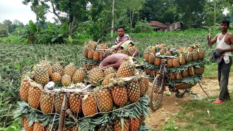 পাকিস্তানে বাংলাদেশের আনারস রপ্তানির সুযোগ সৃষ্টি হয়েছে
