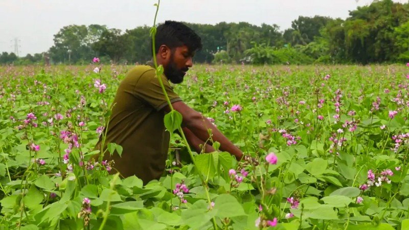 আগাম শিমে বাড়তি লাভের আশা, আবহাওয়া ও সার সংকটে শঙ্কিত কৃষক