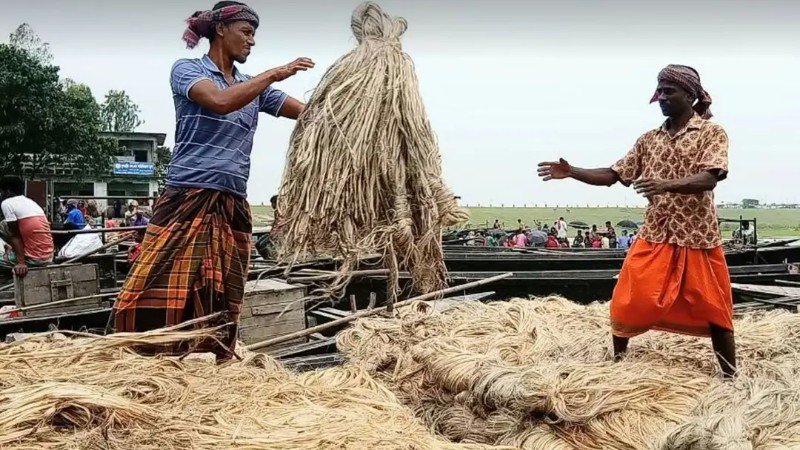 সুদিন ফিরছে সোনালী আঁশে: গাইবান্ধায় রেকর্ড দামে পাট বিক্রি করছেন কৃষকরা